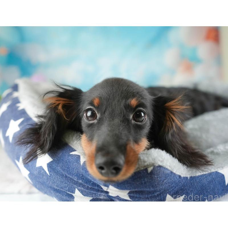 販売中の埼玉県のミニチュアダックスフンド(ロングヘアード)-451121の6枚目