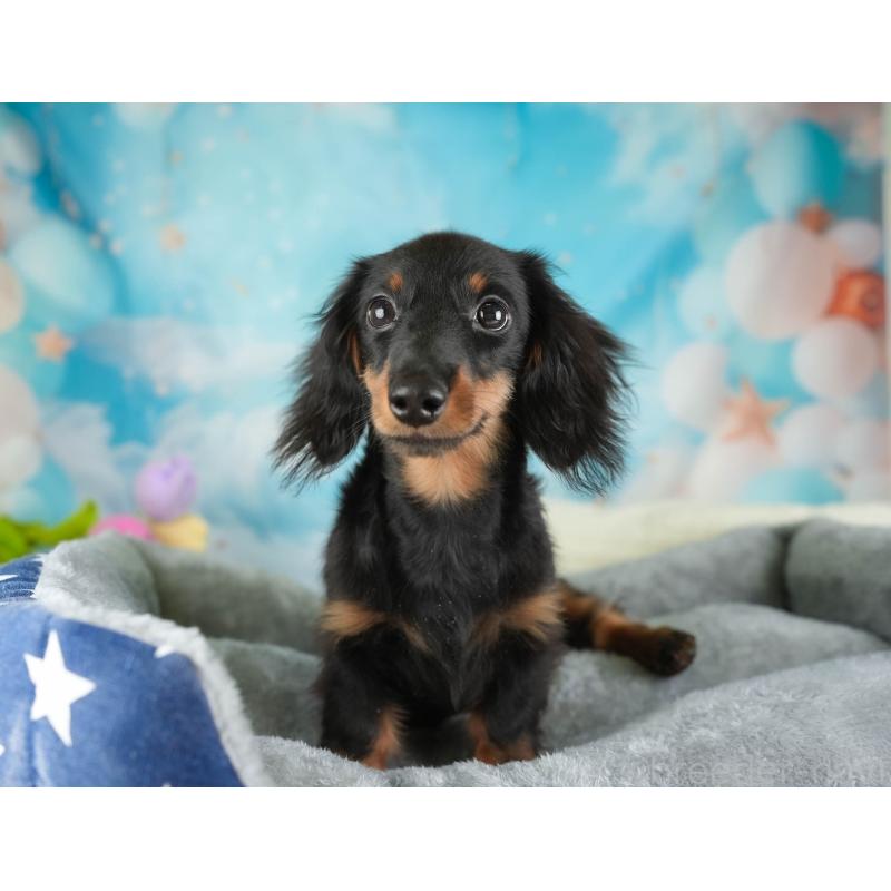 販売中の埼玉県のミニチュアダックスフンド(ロングヘアード)-451121の5枚目