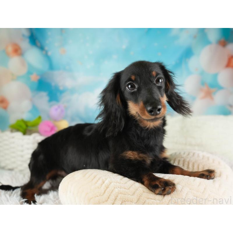 販売中の埼玉県のミニチュアダックスフンド(ロングヘアード)-451121の4枚目