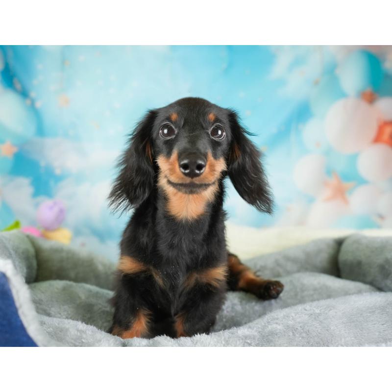 販売中の埼玉県のミニチュアダックスフンド(ロングヘアード)-451121の3枚目