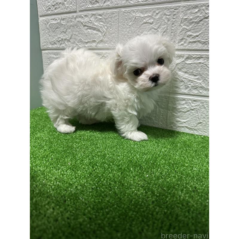 販売中の愛媛県のマルチーズ-451038の2枚目