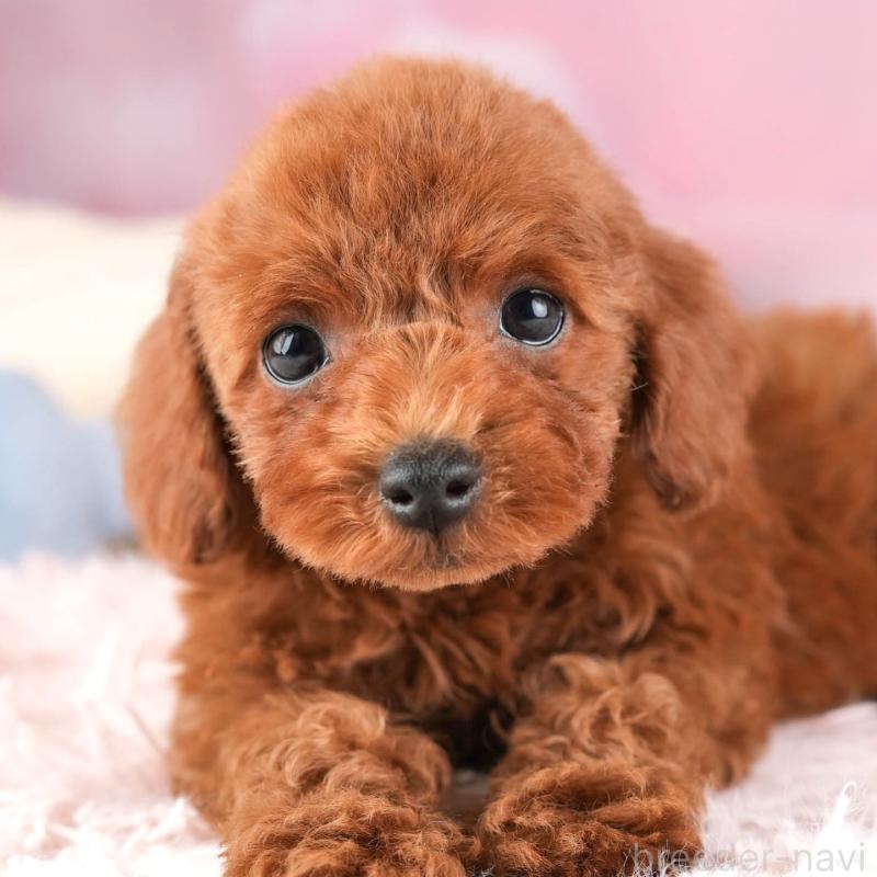 販売中の埼玉県のトイプードル-451119