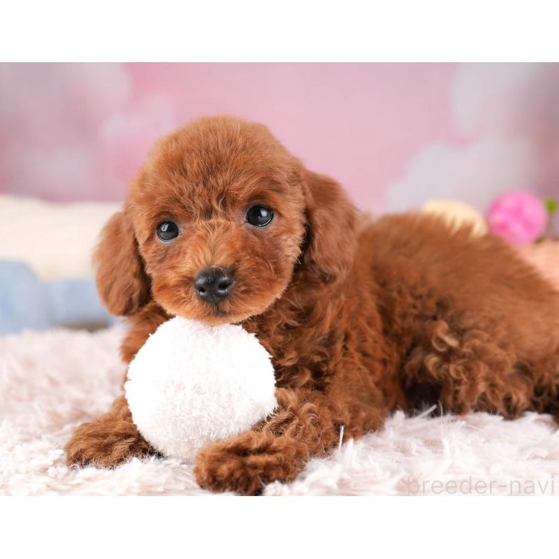 販売中の埼玉県のトイプードル-451119の11枚目