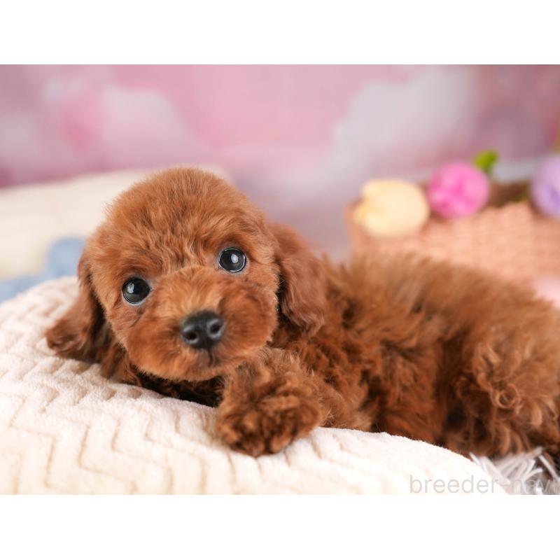 販売中の埼玉県のトイプードル-451119の10枚目