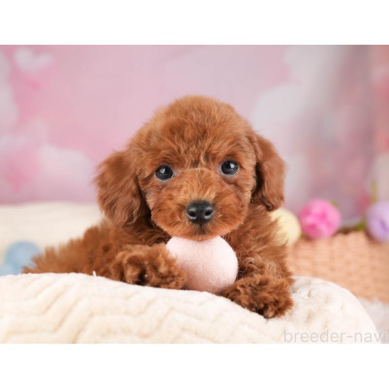 販売中の埼玉県のトイプードル-451119の8枚目