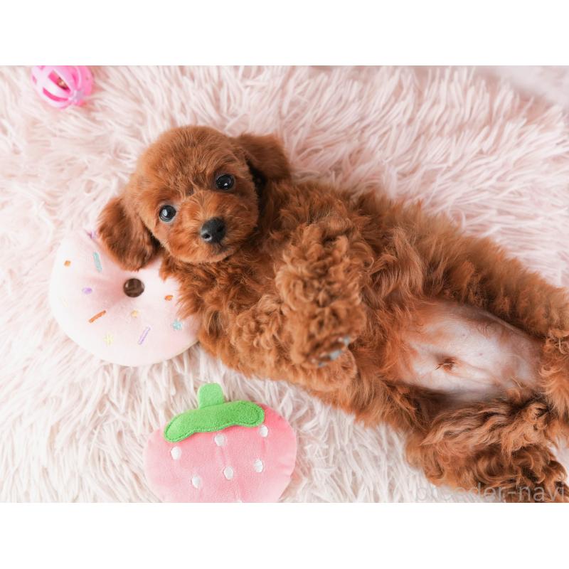 販売中の埼玉県のトイプードル-451119の6枚目