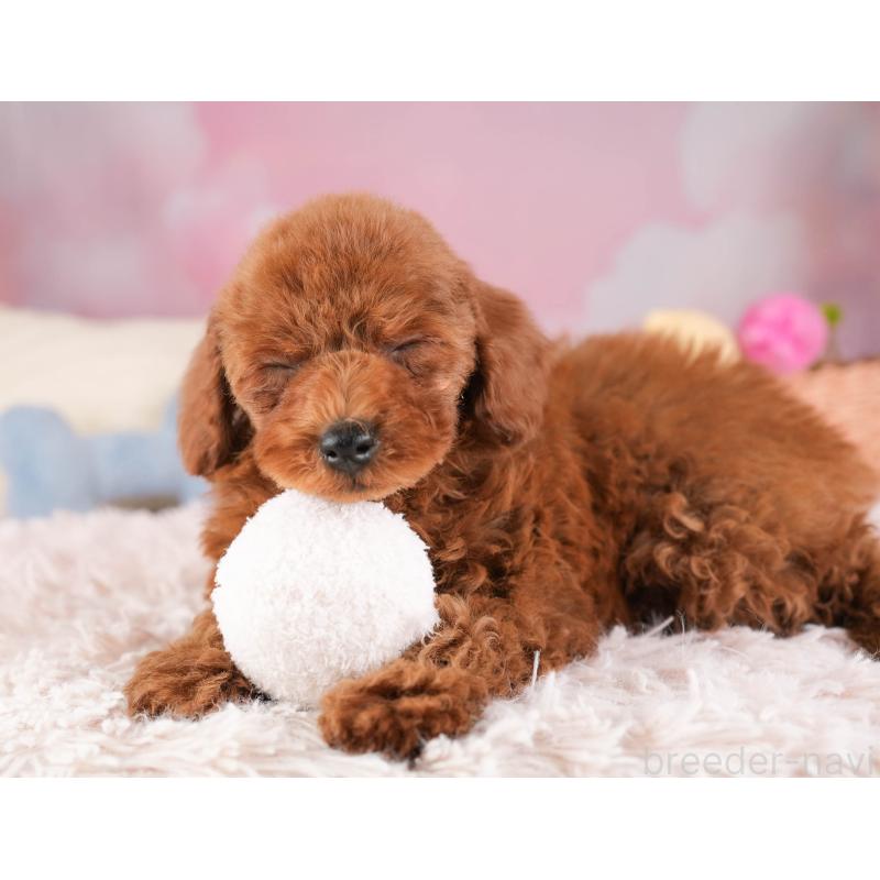 販売中の埼玉県のトイプードル-451119の5枚目