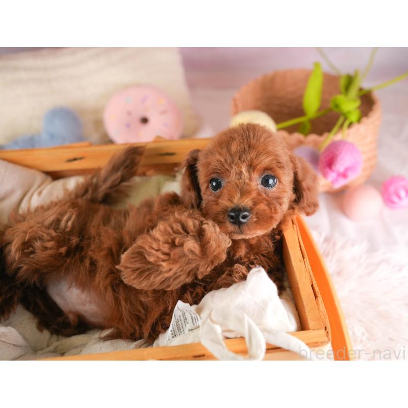 販売中の埼玉県のトイプードル-451119の4枚目