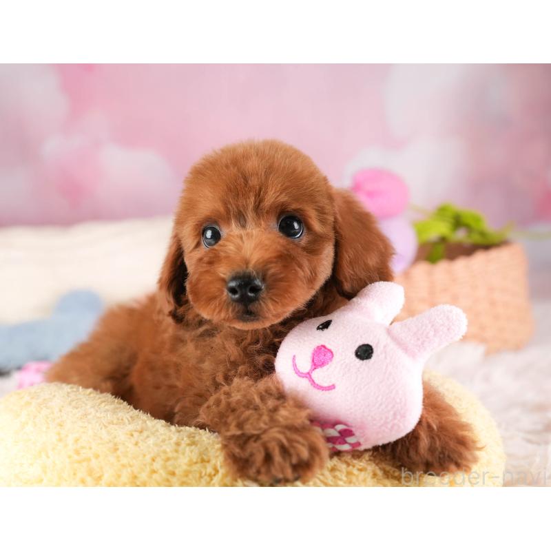 販売中の埼玉県のトイプードル-451118の7枚目