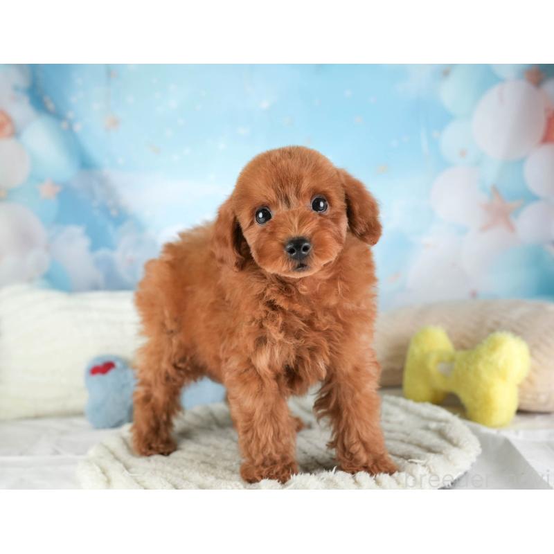 販売中の埼玉県のトイプードル-451118の6枚目