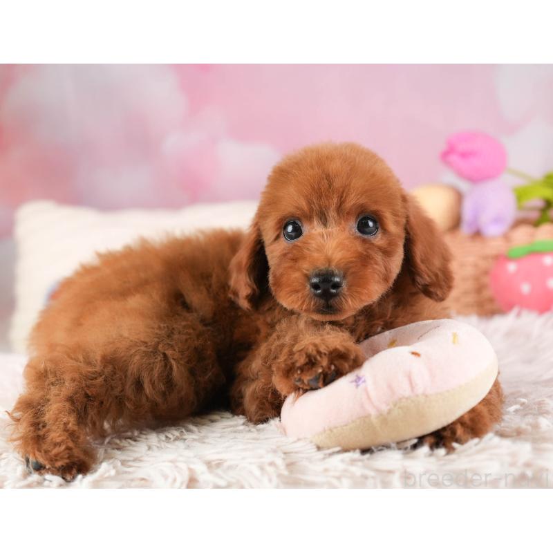 販売中の埼玉県のトイプードル-451118の5枚目