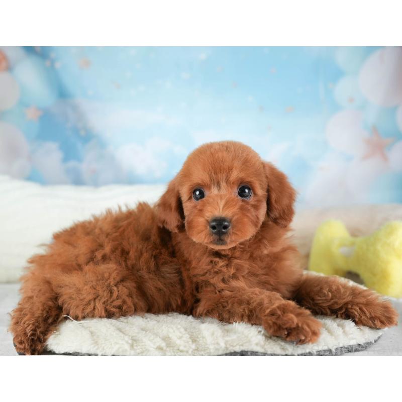 販売中の埼玉県のトイプードル-451118の3枚目