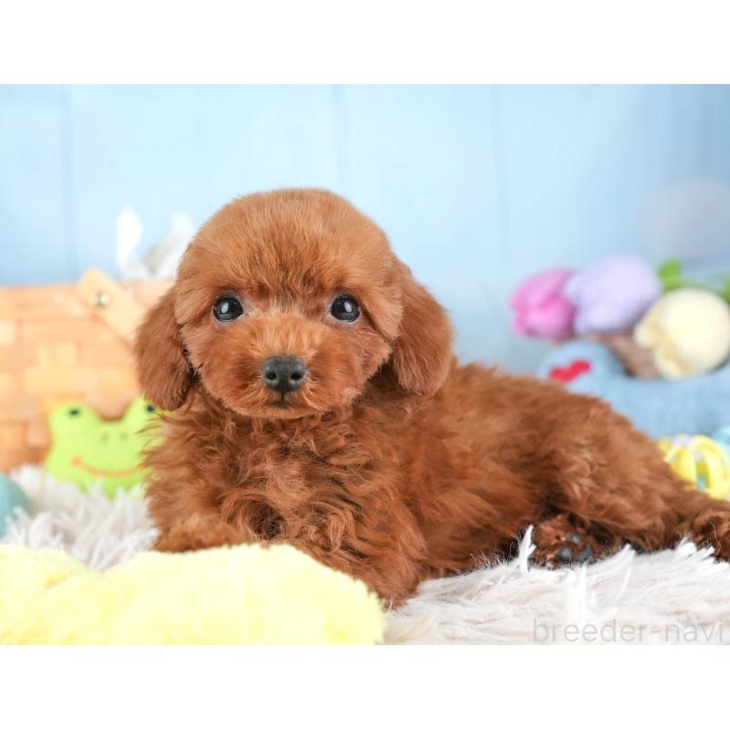 販売中の埼玉県のトイプードル-451117の10枚目