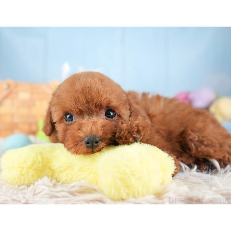 販売中の埼玉県のトイプードル-451117の9枚目