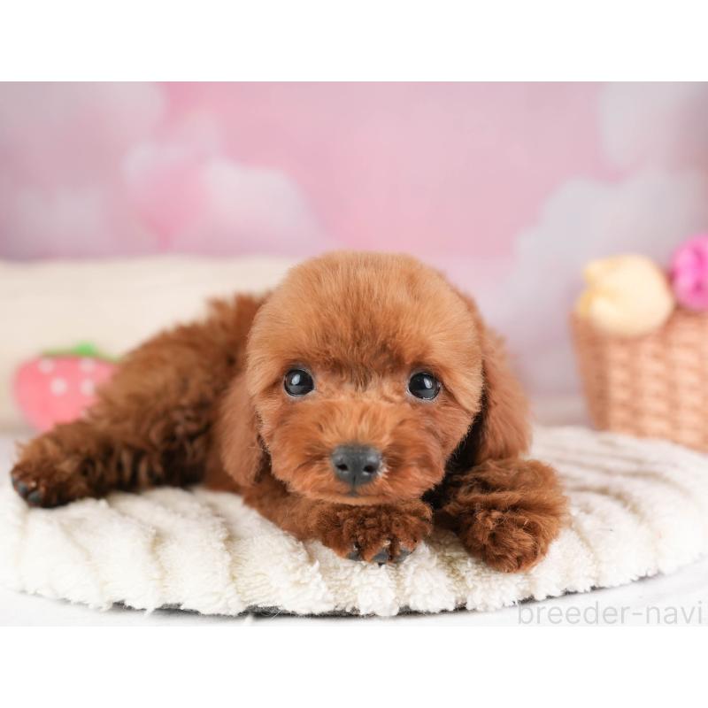 販売中の埼玉県のトイプードル-451117の7枚目