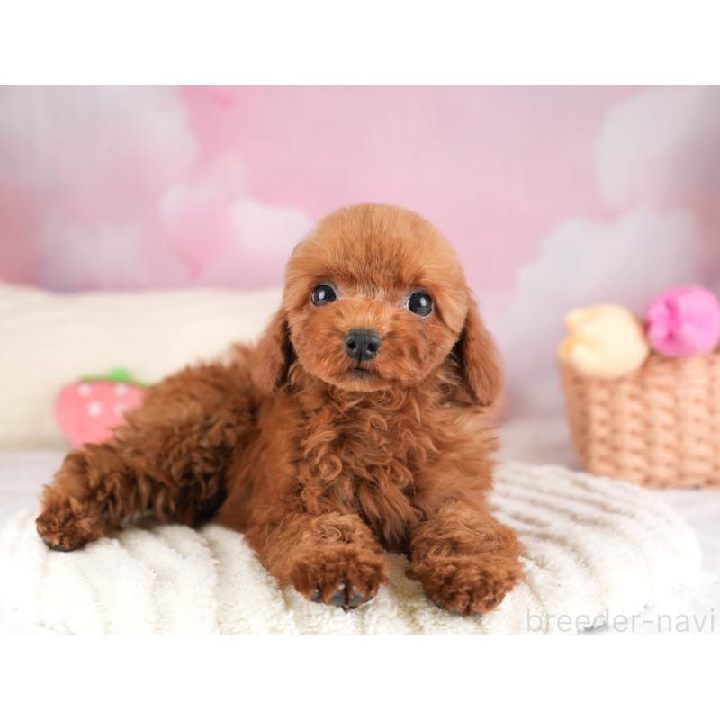 販売中の埼玉県のトイプードル-451117の6枚目