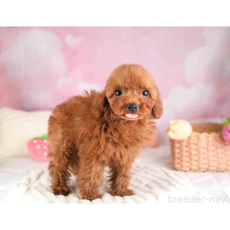 販売中の埼玉県のトイプードル-451117の4枚目