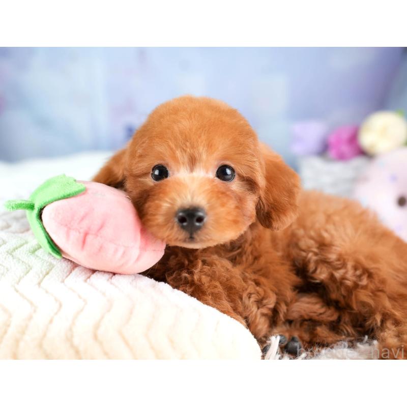 販売中の埼玉県のトイプードル-451115の11枚目