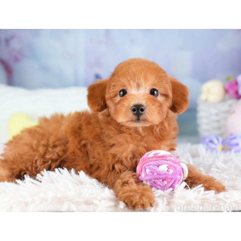 販売中の埼玉県のトイプードル-451115の9枚目