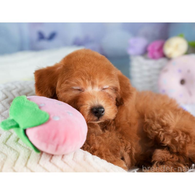 販売中の埼玉県のトイプードル-451115の8枚目