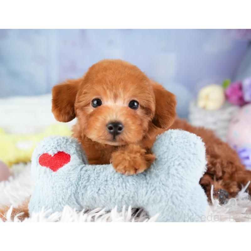 販売中の埼玉県のトイプードル-451115の7枚目