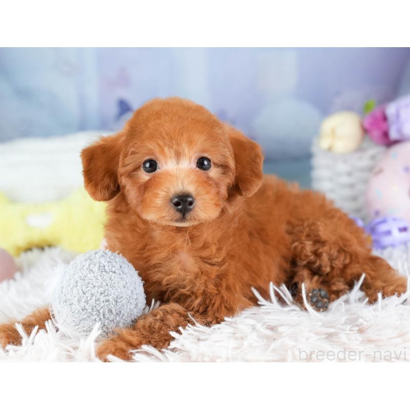 販売中の埼玉県のトイプードル-451115の6枚目