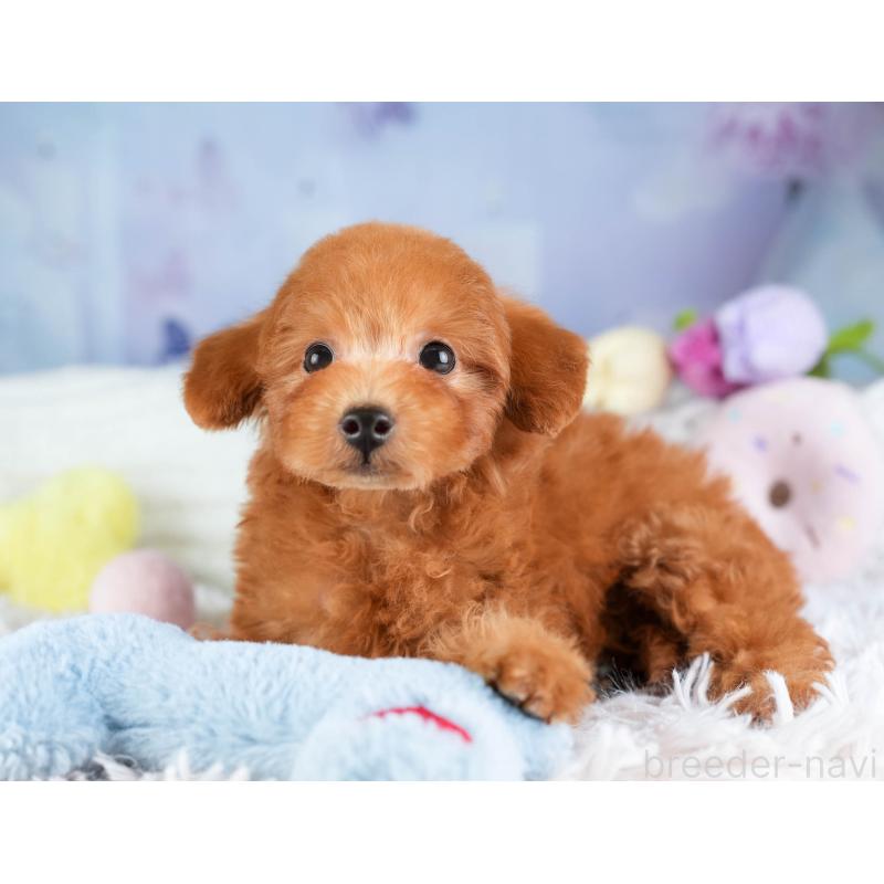 販売中の埼玉県のトイプードル-451115の5枚目