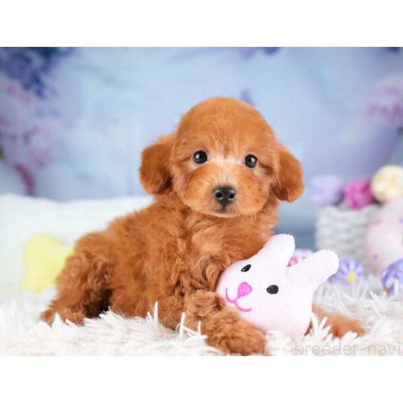 販売中の埼玉県のトイプードル-451115の4枚目