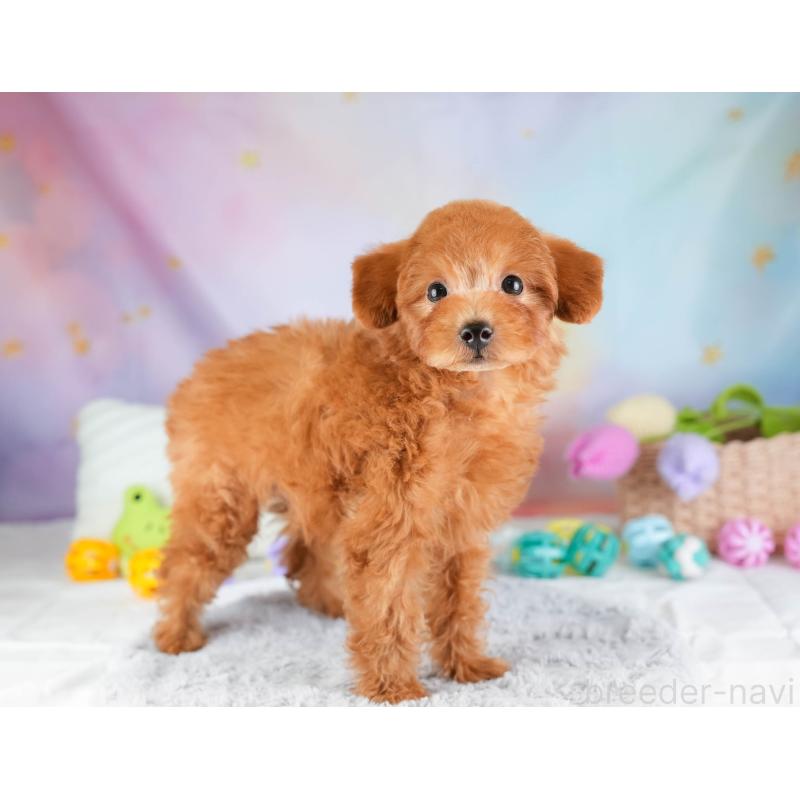 販売中の埼玉県のトイプードル-451115の3枚目