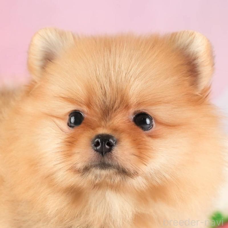 販売中の埼玉県のポメラニアン-451114