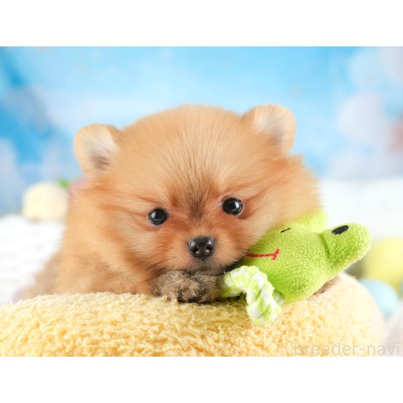 販売中の埼玉県のポメラニアン-451114の11枚目