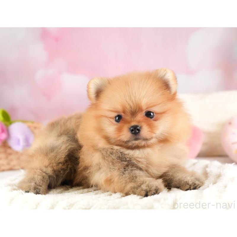 販売中の埼玉県のポメラニアン-451114の9枚目