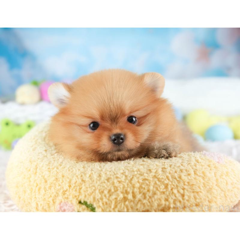 販売中の埼玉県のポメラニアン-451114の8枚目