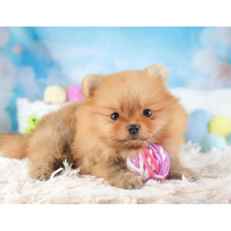 販売中の埼玉県のポメラニアン-451114の6枚目