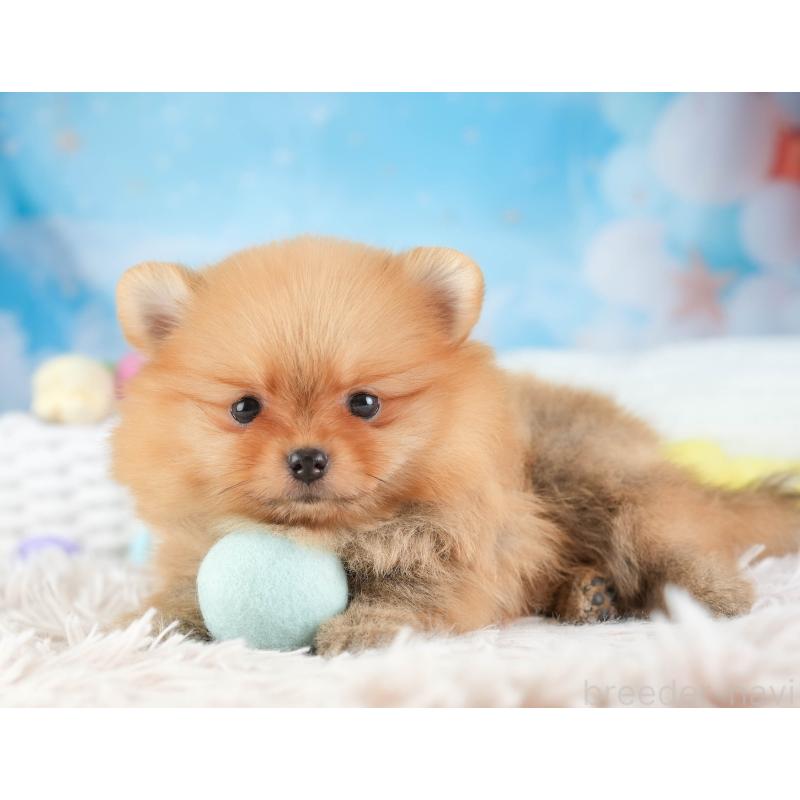 販売中の埼玉県のポメラニアン-451114の5枚目