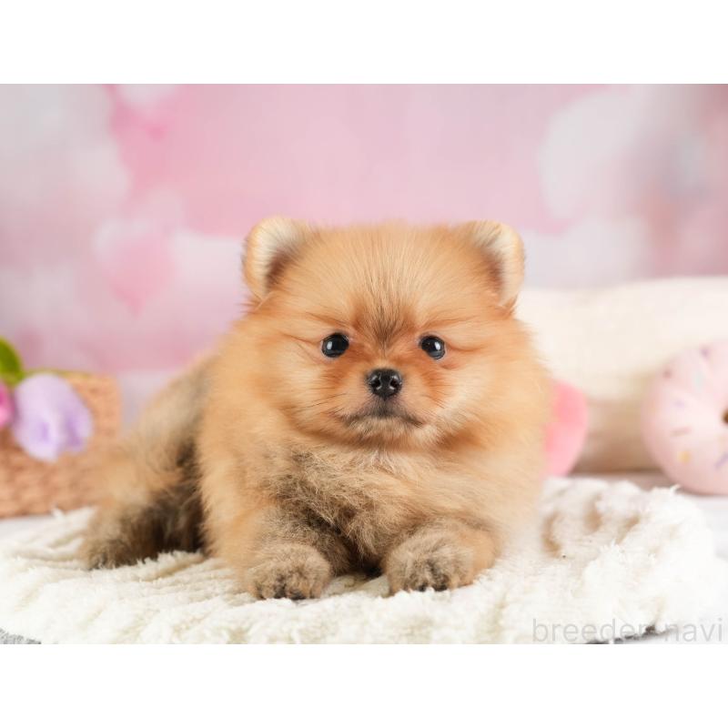 販売中の埼玉県のポメラニアン-451114の4枚目