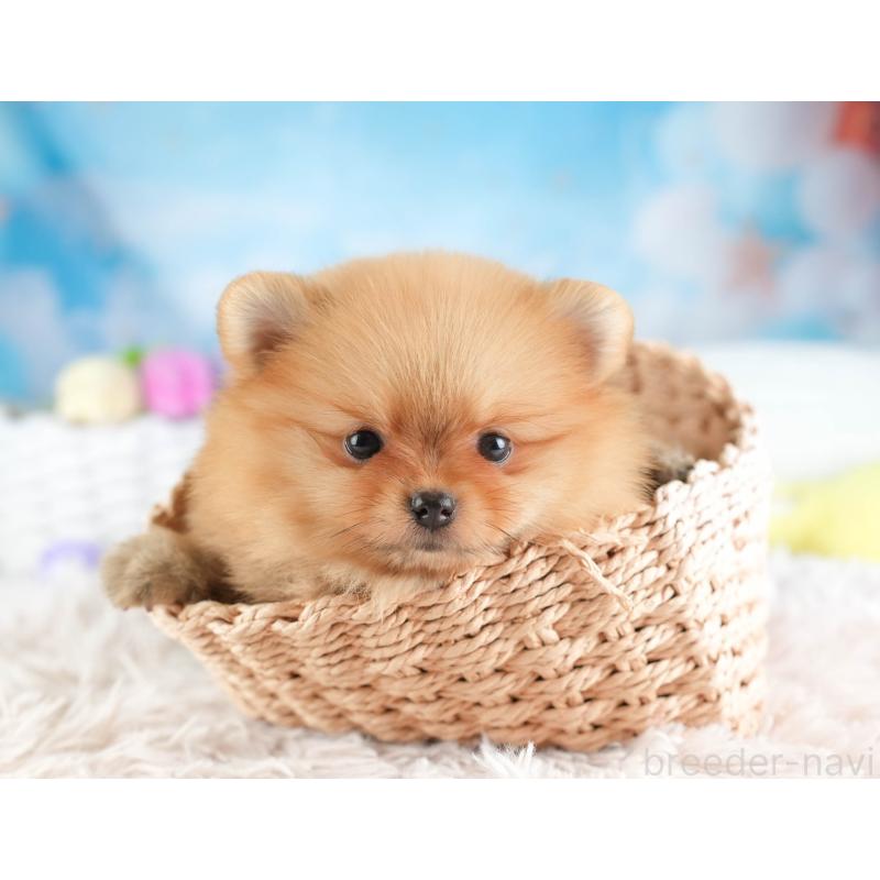 販売中の埼玉県のポメラニアン-451114の3枚目