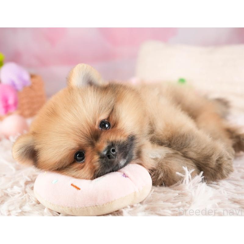 販売中の埼玉県のポメラニアン-451113の11枚目