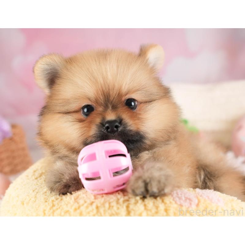 販売中の埼玉県のポメラニアン-451113の9枚目