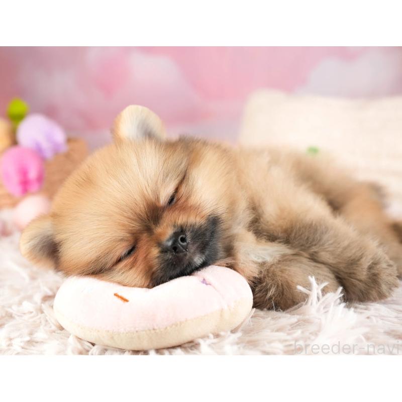 販売中の埼玉県のポメラニアン-451113の8枚目