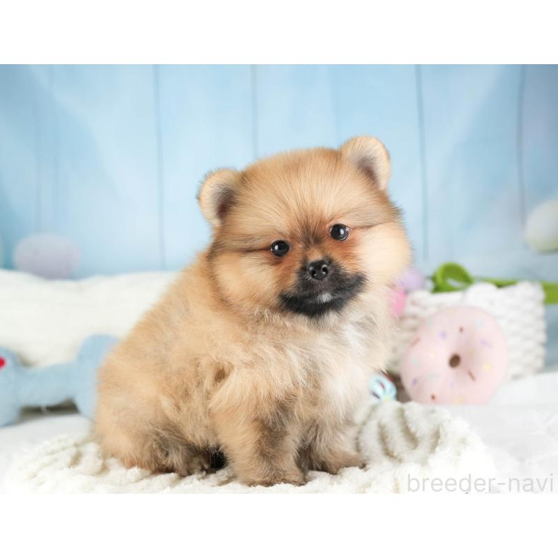 販売中の埼玉県のポメラニアン-451113の7枚目