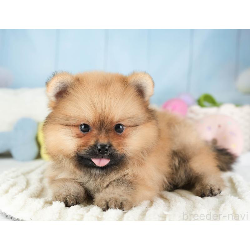 販売中の埼玉県のポメラニアン-451113の6枚目