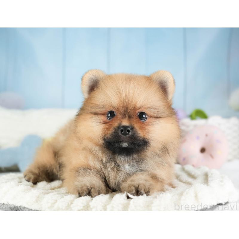 販売中の埼玉県のポメラニアン-451113の4枚目