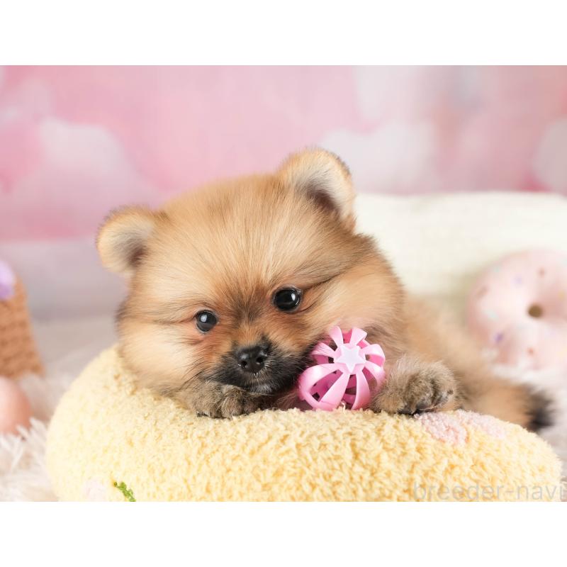 販売中の埼玉県のポメラニアン-451113の3枚目