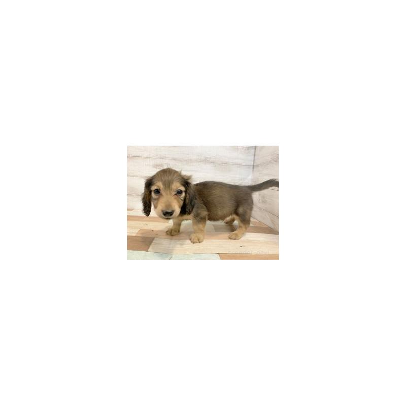 販売中の新潟県のミニチュアダックスフンド(ロングヘアード)-450854の3枚目