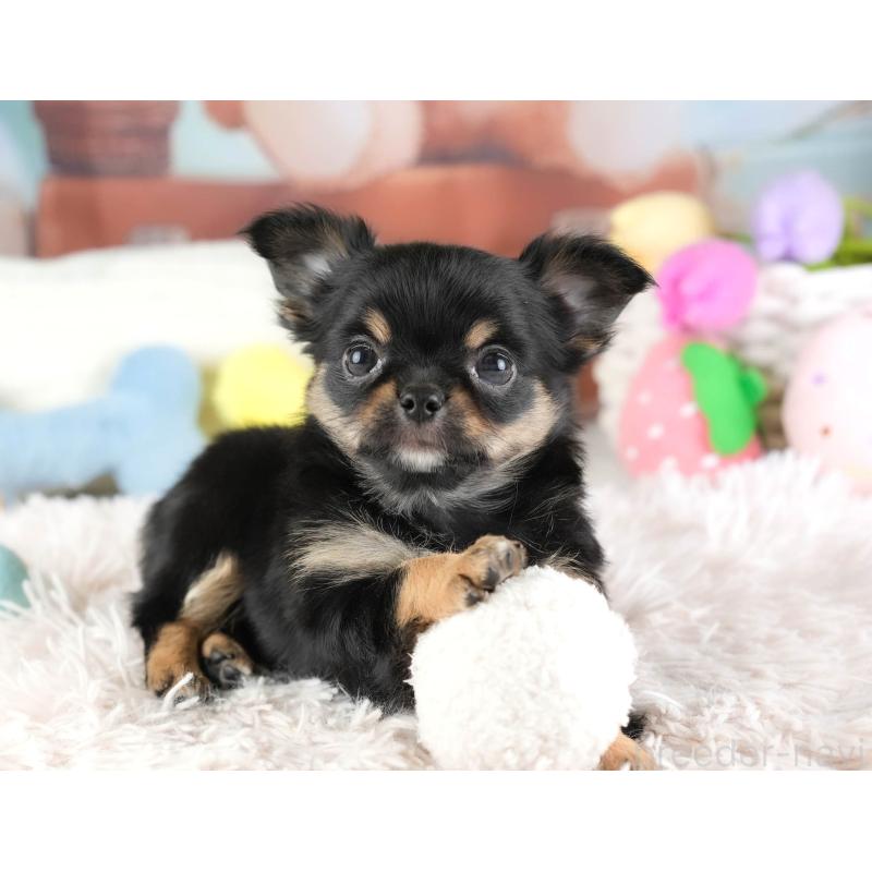 販売中の埼玉県のチワワ(ロングコート)-451125の11枚目