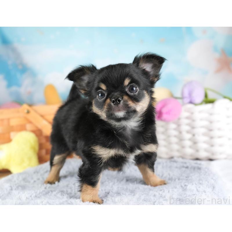 販売中の埼玉県のチワワ(ロングコート)-451125の10枚目