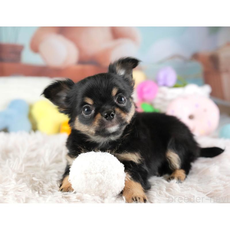 販売中の埼玉県のチワワ(ロングコート)-451125の9枚目