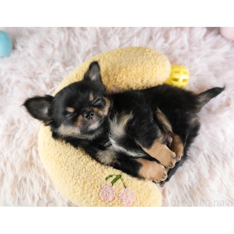 販売中の埼玉県のチワワ(ロングコート)-451125の7枚目