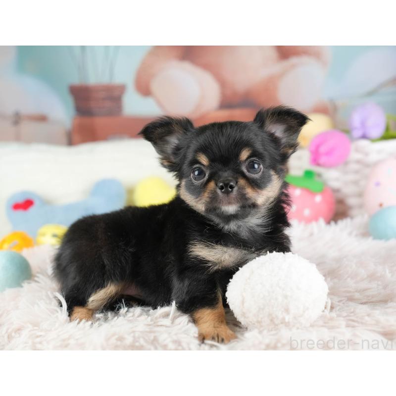 販売中の埼玉県のチワワ(ロングコート)-451125の6枚目